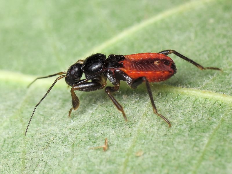 Peirates hybridus (Scopoli, 1763)